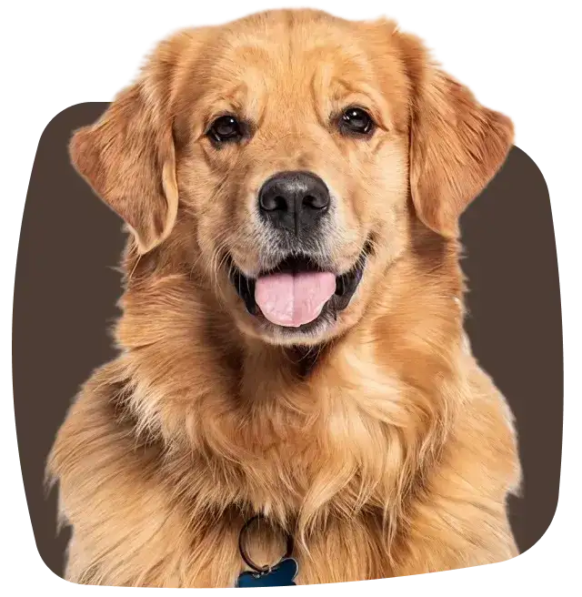 For Senior Dogs